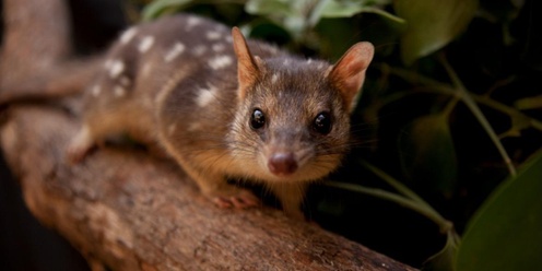 Shoalhaven Landcare Annual General Meeting (AGM) 2024