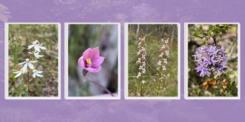 Seniors Wildflower Walk