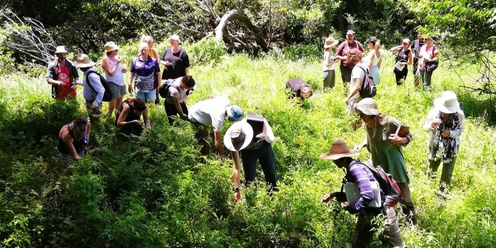 Forage and Feast - Foraging for the Kitchen