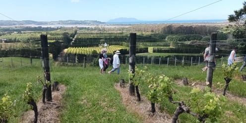 Vineyard Trail