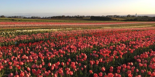 Sunrise Photography Session in the Tulips