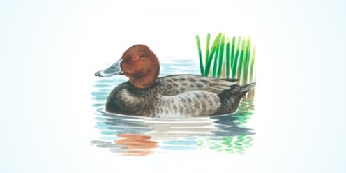 Wetland Birds in Watercolour