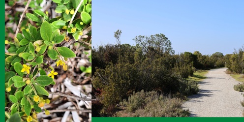 Coastal Wetlands: Celebrating Kaurna Culture & Place