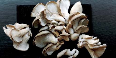 Beginner’s Low-tech Mushroom Cultivation Workshop: Grow Your Own Mushrooms!