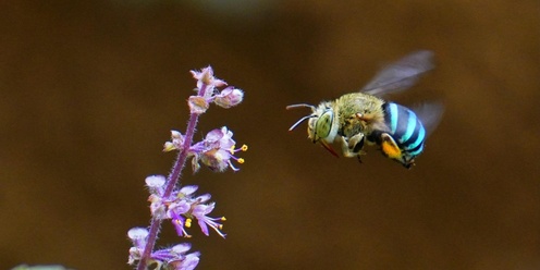 Creating habitat for pollinators