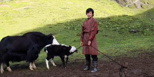 Short Film Screening - "The Yak Herder's Son" by filmmaker and Ranger, Tenzin Phuntsho