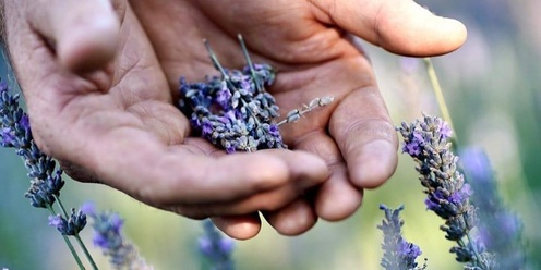 Pottery and Sip in the Lavender Fields!