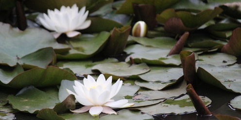 Crystal Bowl Sound Healing & Guided Meditation