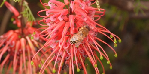 Native Plants of the Gawler Region – Exhibition & Photo Competition