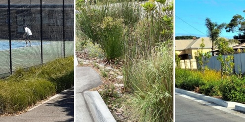 Specifying biofiltration filter media and swale plantings | Community of Practice