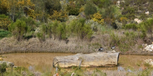 Discover Riley Street Natural Reserve