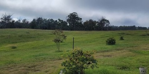 Koala Corridor Planting Morning - Canyonleigh