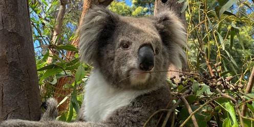 Raymond Island Koala Tours