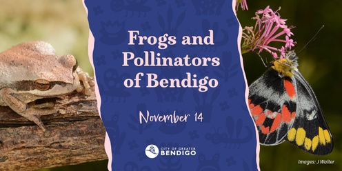 Frogs and Pollinators of Bendigo