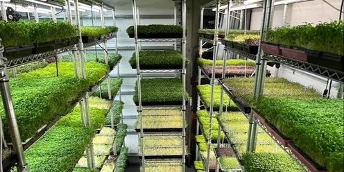 LEARN TO GROW  MICROGREENS WITH RAW CULTURE FARMS - INCLUDES A 4 COURSE LUNCH 