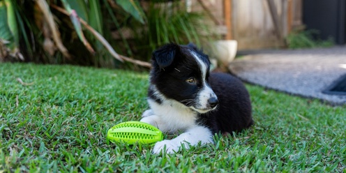 Come and Try Dog Training Session - Change in Location to Helens Reserve 