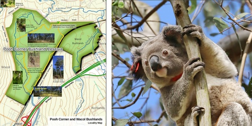 Pooh Corner Koala Discovery Walk