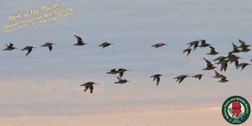 Shorebirds, Supper and Sunset with the Friends of Adelaide International Bird Sanctuary