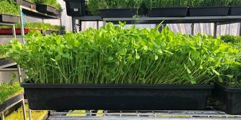 Microgreens Farm Tour