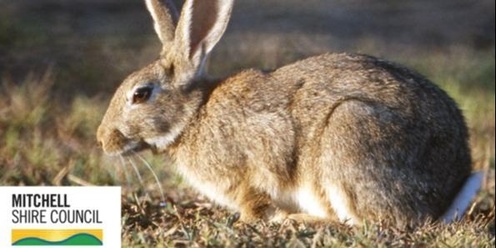 Rabbit Management 