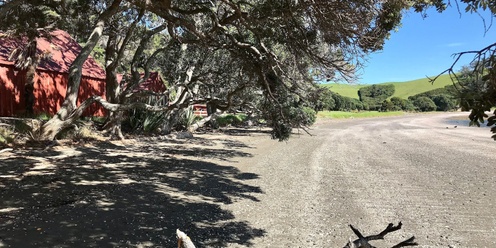 Kawau Bay Foreshore Fandango