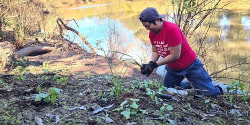 Wilsons River - Community Tree Planting