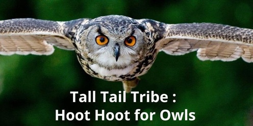 Tall Tail Tribe: Hoot Hoot for Owls