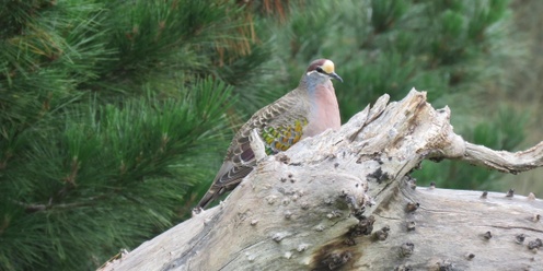 Bird Walk at the Truganina Explosives Reserve