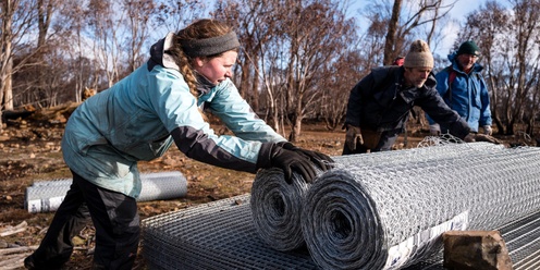 TLC Volunteering - Cider gum cage maintenance