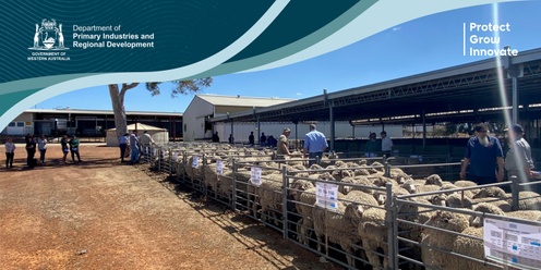 Sheep Field Day 2024