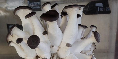 Fungal Culture and Media Production Demystified: Part One of a Series on Mushroom Cultivation