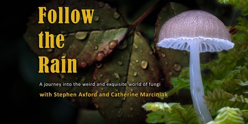 Follow the Rain - Feature Documentary about the Wonder of Fungi - LAUNCESTON