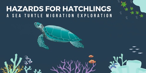 Hazards for Hatchlings: A Sea Turtle Migration Exploration