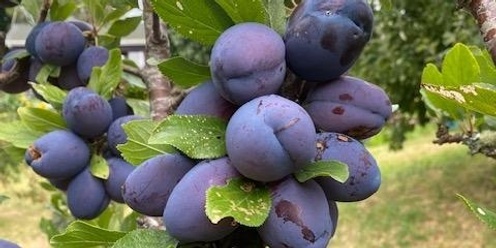 Backyard Food Forests