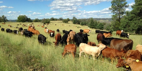 Manage Grazing to Restore Soil Health, Ecosystem Function and Climate Resilience with Dr Judi Earl