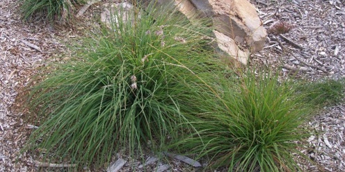 Propagating grasses and sedges by division 