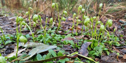 Biodiversity Blitz with Friends of Uralla Nature Reserve