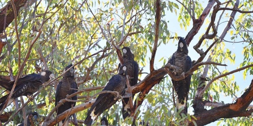 Species Survival with Kaarakin Black Cockatoo Conservation Centre