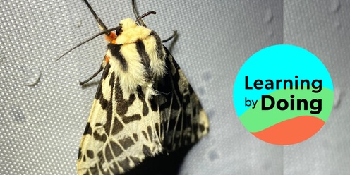 Moth Night: Citizen Science and the Atomic Choir for National Science Week