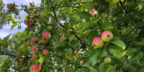 Community Cider Pressing at River Bend Farm