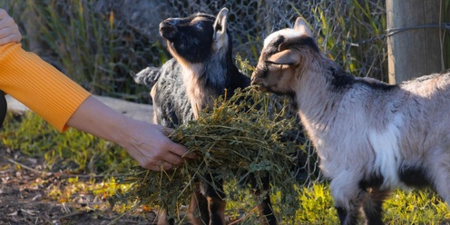 Westwood Farm Open Day farm animal encounter sessions