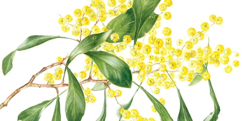 Botanical Art Illustration Demonstrations with Miffy Gilbert