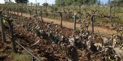 Barossa Growers Frost Management And Recovery Workshop