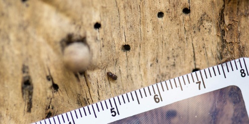 [Online session] Small beetle, big problem! The Polyphagous Shot-Hole Borer (PSHB) in City of Stirling