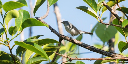 Bird Walk at SCCF Bailey Homestead