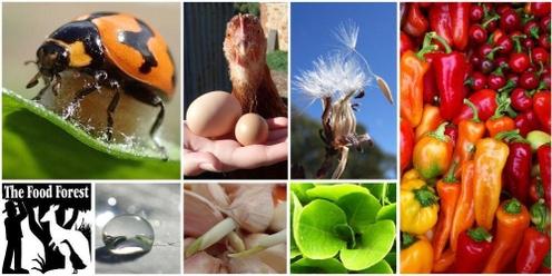 Organic Vegetable Growing and Free-Range Poultry workshop- 1 day