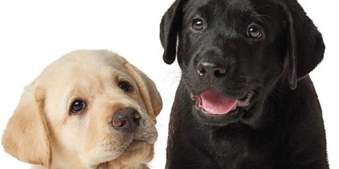 Guide Dogs Victoria - Explore Puppy Raising presentation (25th May 2024) 