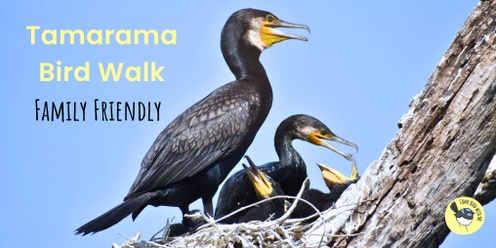 Family Friendly Bird Walk in Tamarama - August