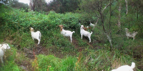 Using Goats to Manage and Maintain your Weeds