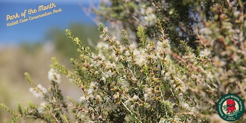 Botanical tour of Hallett Cove Conservation Park